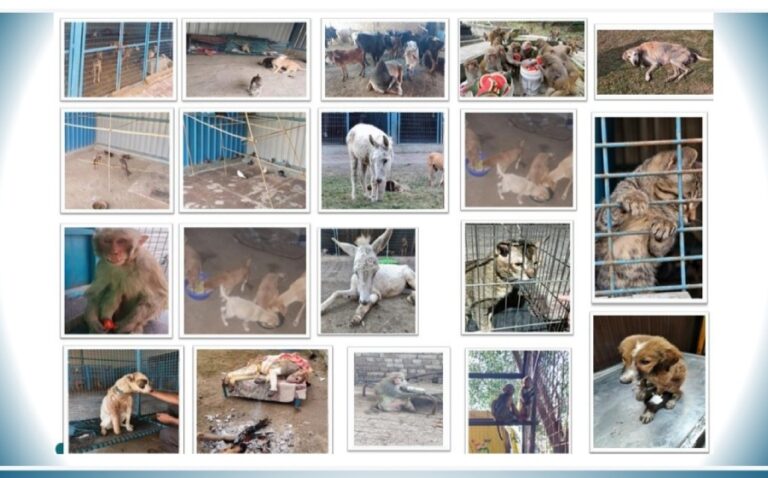 Stray Animals