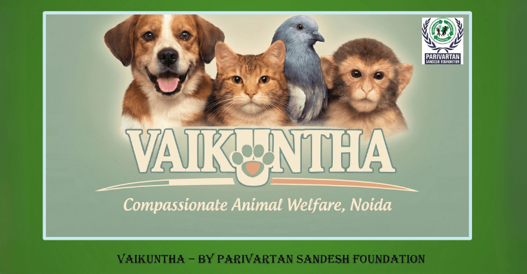 animals-rescue-img